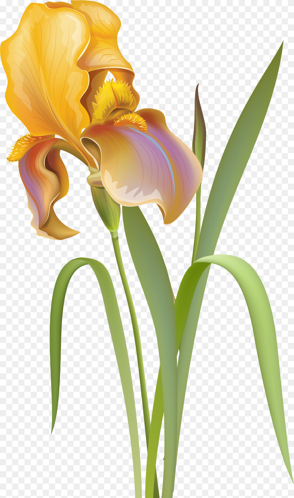 Flower Clipart Transparent Iris Flower Clip Art, Petal, Plant, Blade, Dagger Png Image