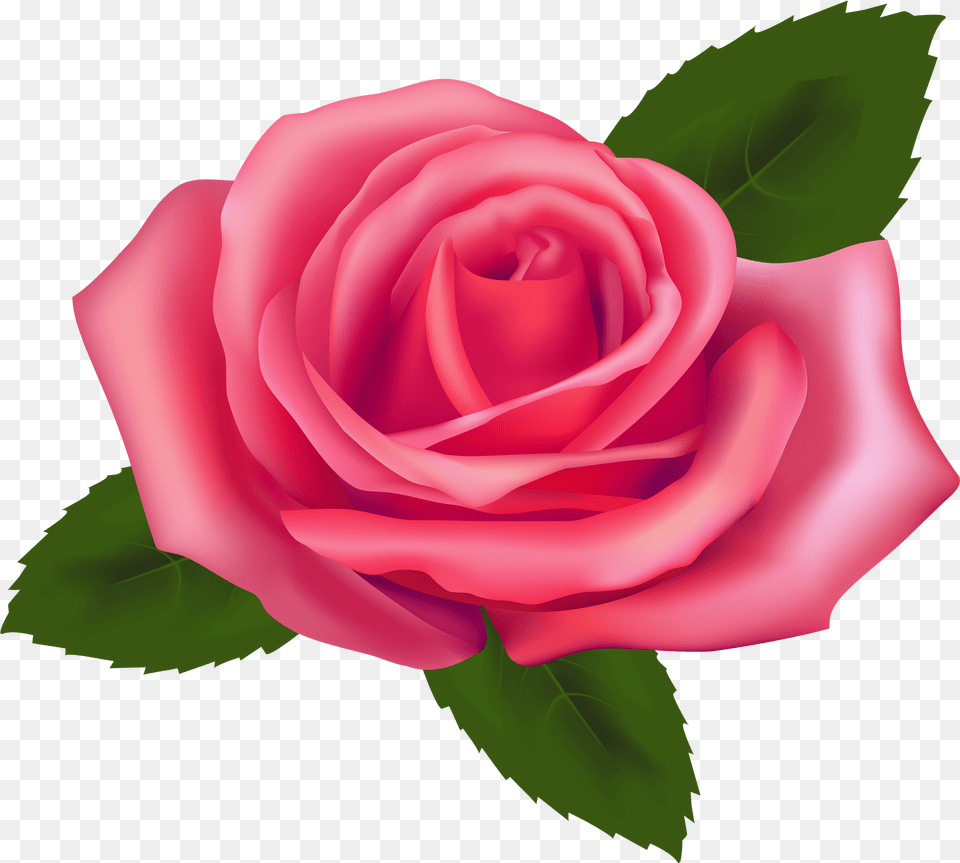 Flower Clipart Transparent Pink Rose Vector, Plant Png Image