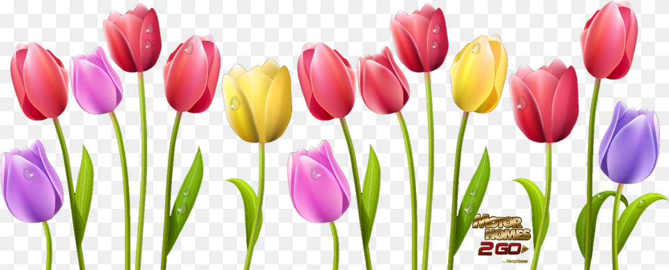 Flower Clipart Tulip Tulip Flowers Clipart, Plant Free Png Download