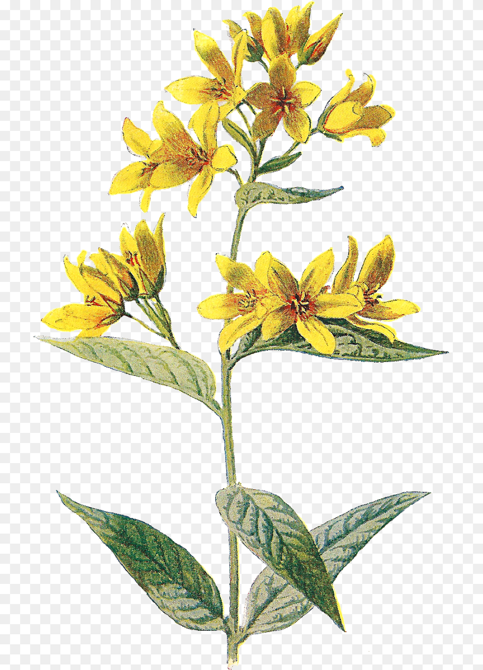 Flower Clipart Yellow Pressed Flowers, Acanthaceae, Leaf, Plant, Petal Free Png Download