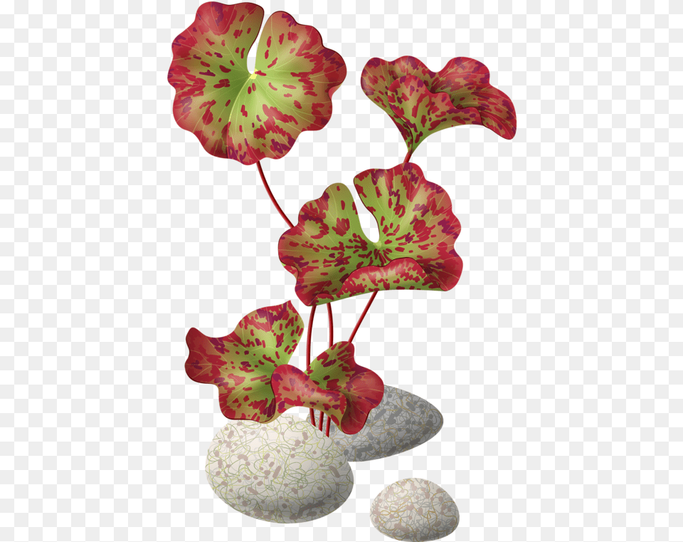 Flower Cliparttree, Geranium, Leaf, Petal, Plant Png Image