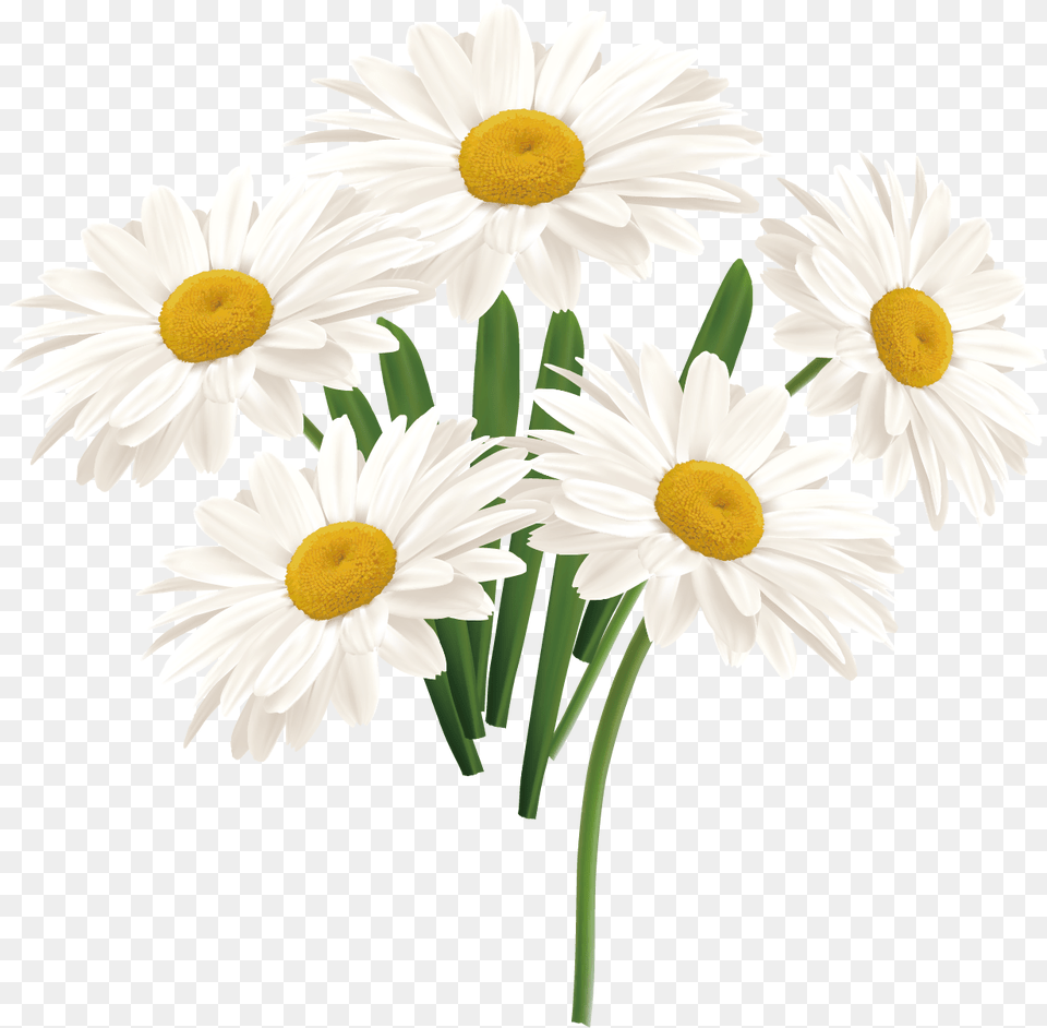 Flower Common Daisy Portable Network Graphics, Plant Png