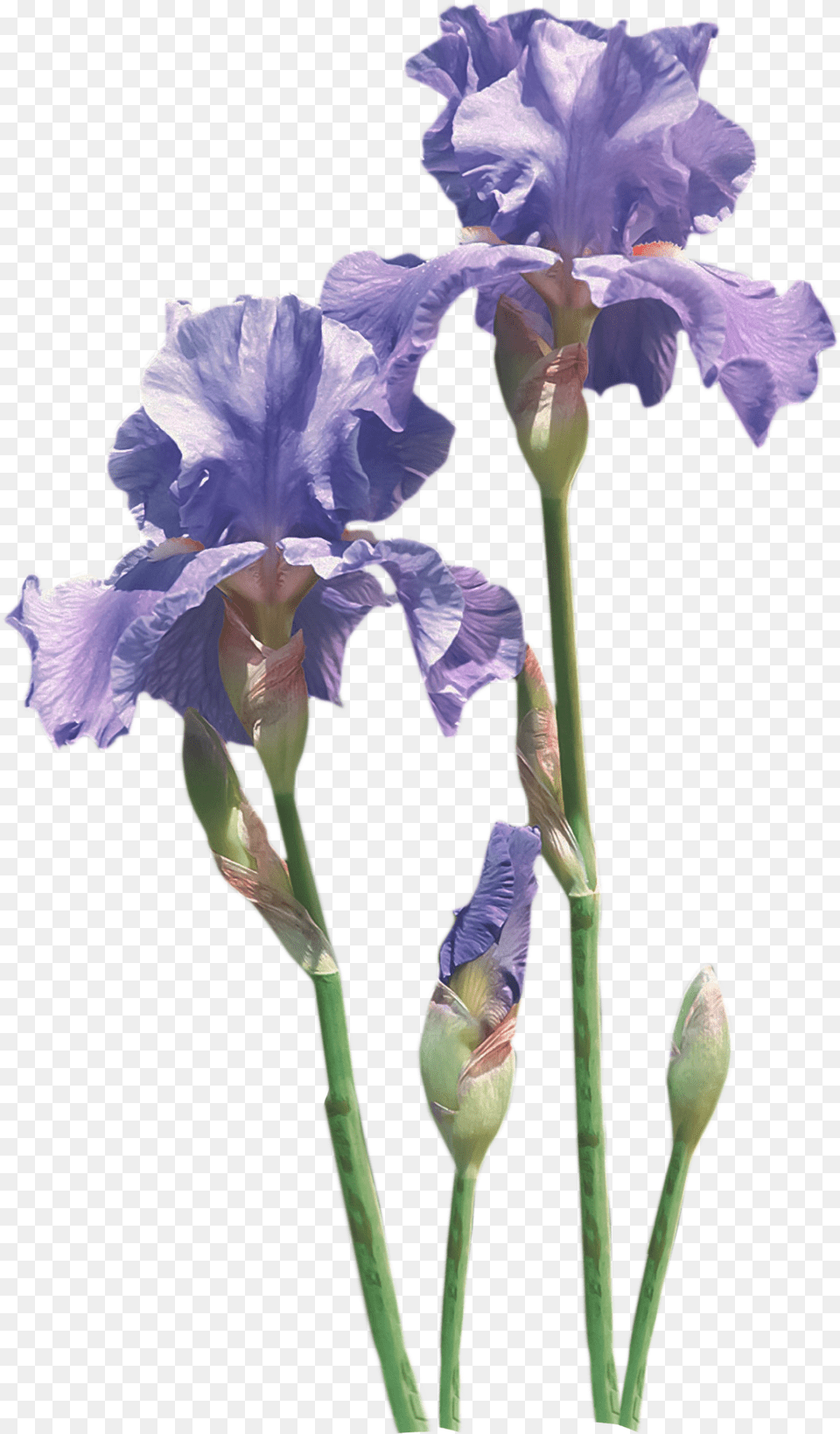 Flower Common Poppy Iris Transprent Flowering Plant, Petal, Geranium Png Image