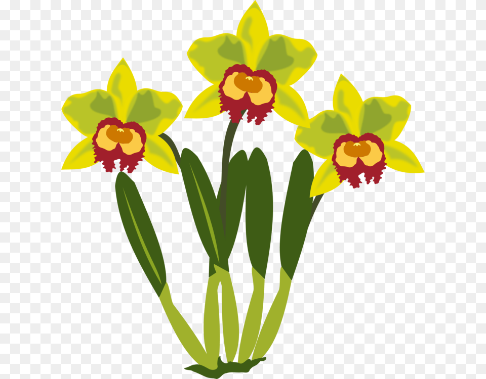 Flower Computer Icons Cattleya Orchids Paper Clip, Daffodil, Plant Free Transparent Png