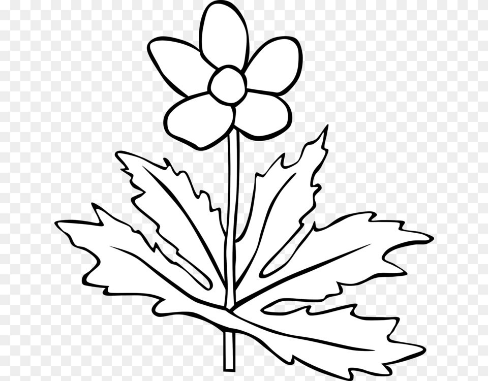 Flower Computer Icons Common Daisy Tulip Drawing, Leaf, Plant, Stencil, Anemone Free Transparent Png