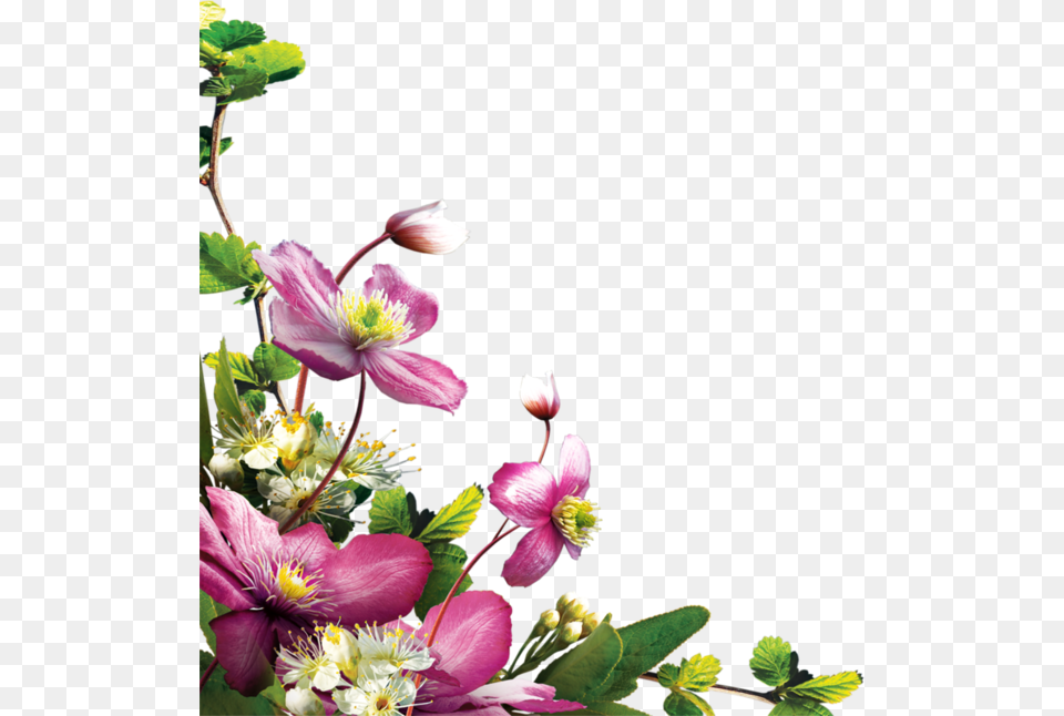 Flower Corner Download Virg, Flower Arrangement, Geranium, Petal, Plant Free Transparent Png