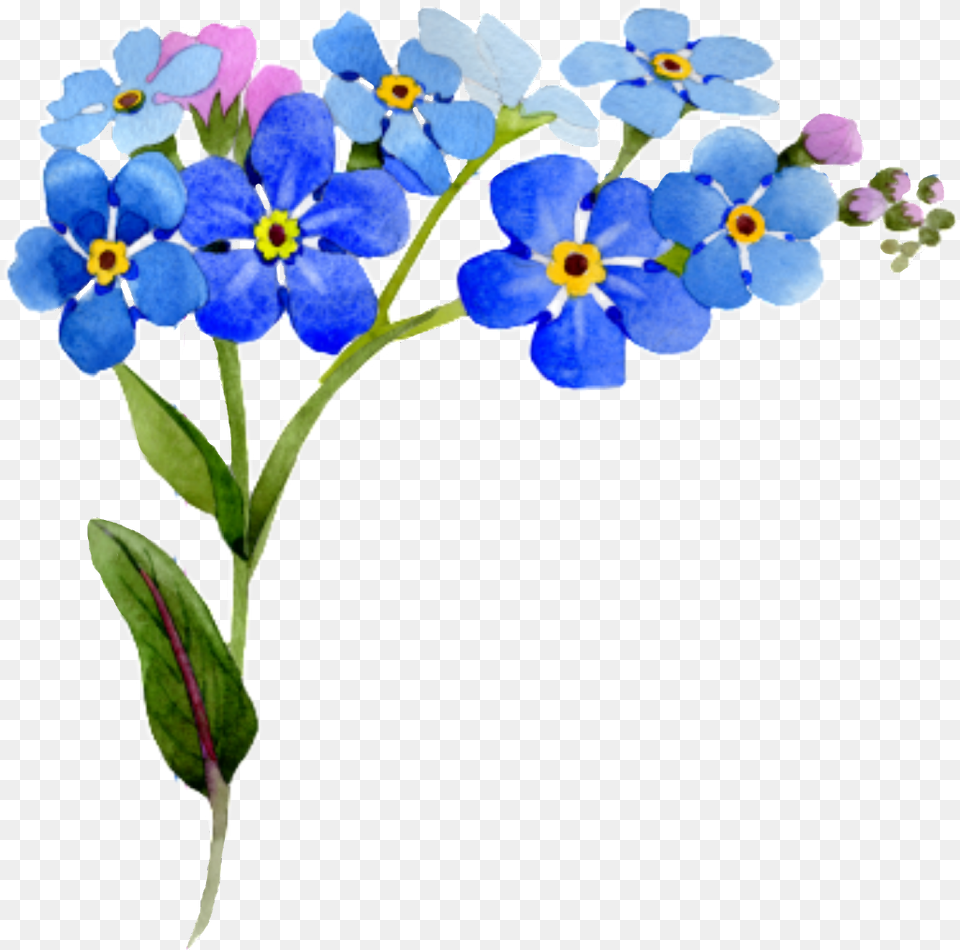 Flower Corner Interesting Nature Watercolor Blue Floral Flower Clipart Forget Me Not, Anemone, Geranium, Petal, Plant Free Png
