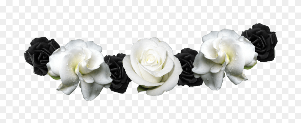 Flower Crown, Plant, Rose, Flower Arrangement, Accessories Free Png