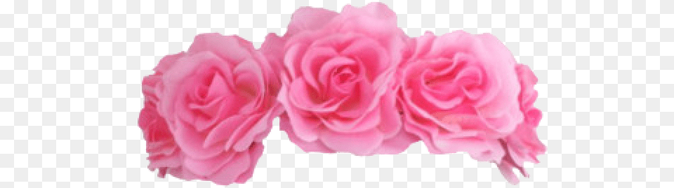 Flower Crown Background Pink Flower Crown, Petal, Plant, Rose, Carnation Free Png Download