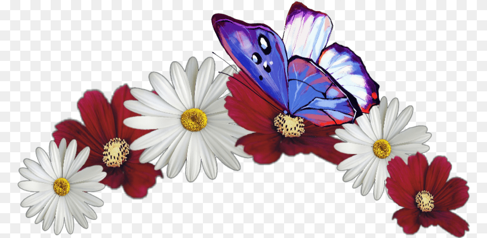 Flower Crown Butterfly Red White Jhyuri Marguerite Daisy, Anther, Petal, Plant, Anemone Png