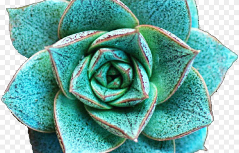 Flower Crown Clip Art Tumblr, Plant, Rose, Leaf Free Transparent Png