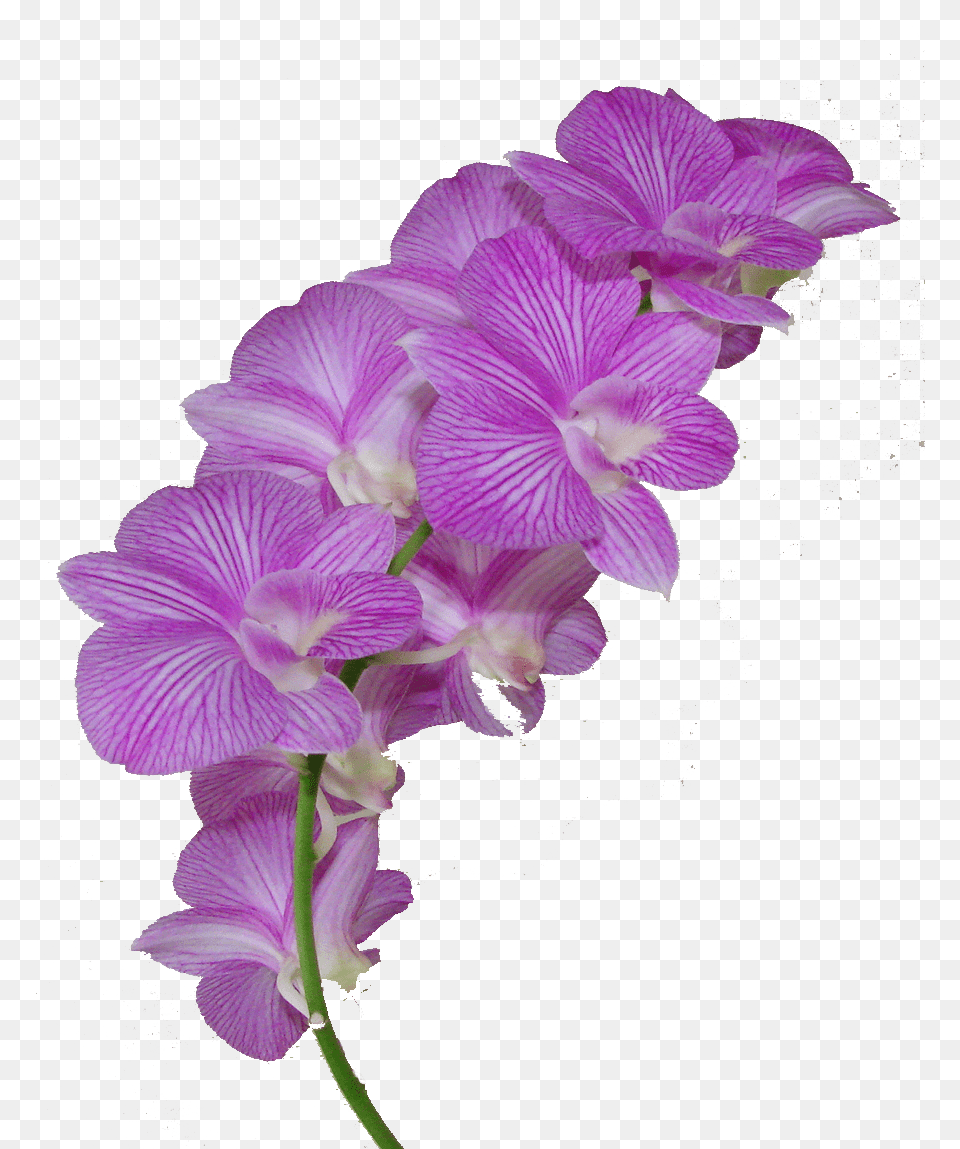 Flower Crown New 138 Purple Orchid On Background, Geranium, Plant Free Transparent Png