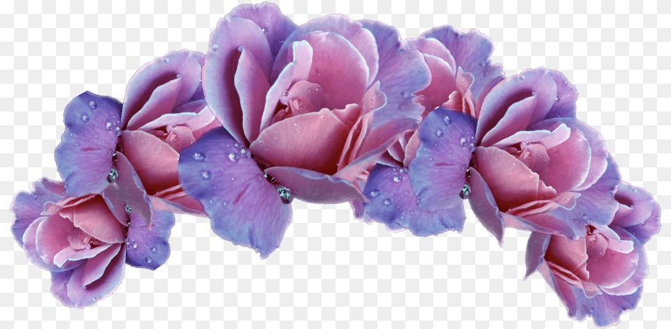 Flower Crown Picture Pink And Purple Flower Crown, Geranium, Petal, Plant, Rose Free Transparent Png