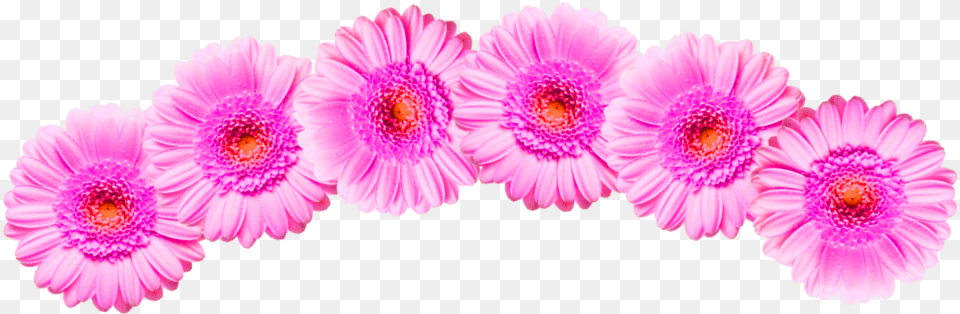 Flower Crown Pink Barberton Daisy, Petal, Plant, Flower Arrangement, Dahlia Png Image