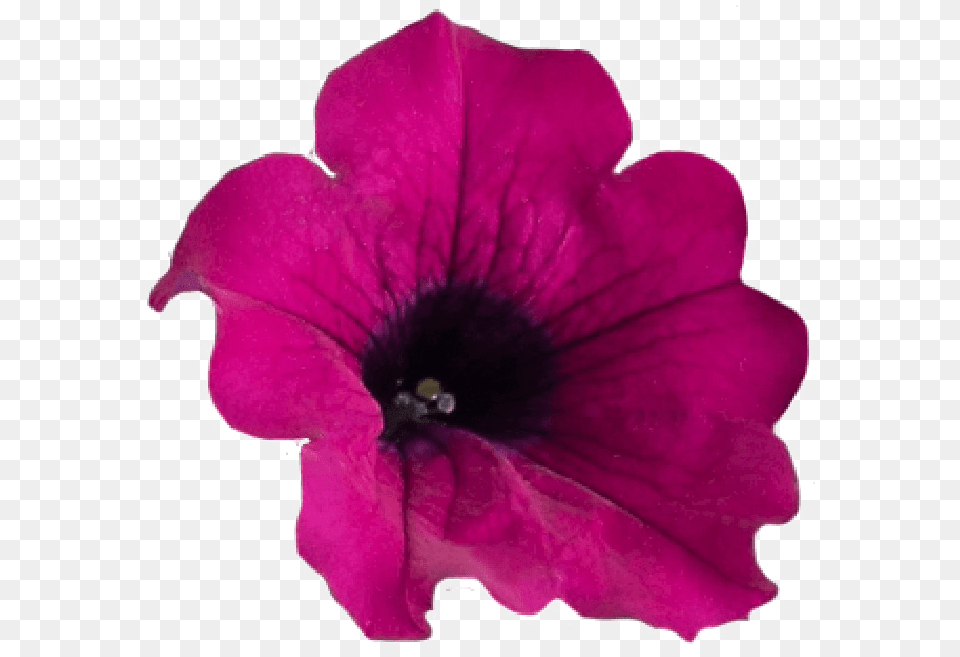 Flower Crown Purple Petunia, Geranium, Petal, Plant, Anther Png