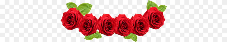 Flower Crown Red Clipart Images Gallery For Transparent Red Rose Transparent, Plant, Petal Png Image
