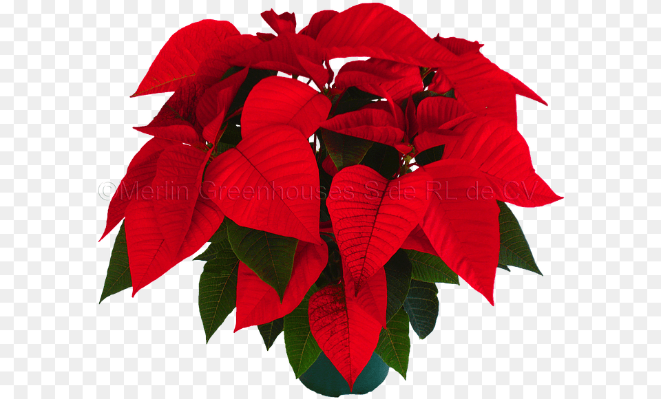 Flower Crown Snapchat Flor De Noche Buena Nochebuena Planta, Leaf, Plant, Petal Free Png