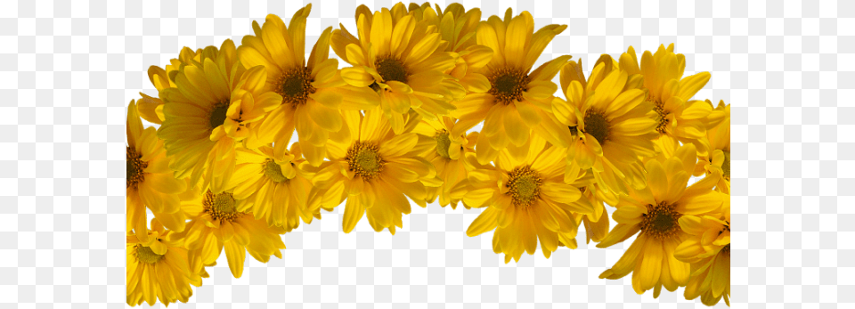 Flower Crown Svg Black And White Yellow Flower Crown, Daisy, Petal, Plant, Sunflower Free Png Download