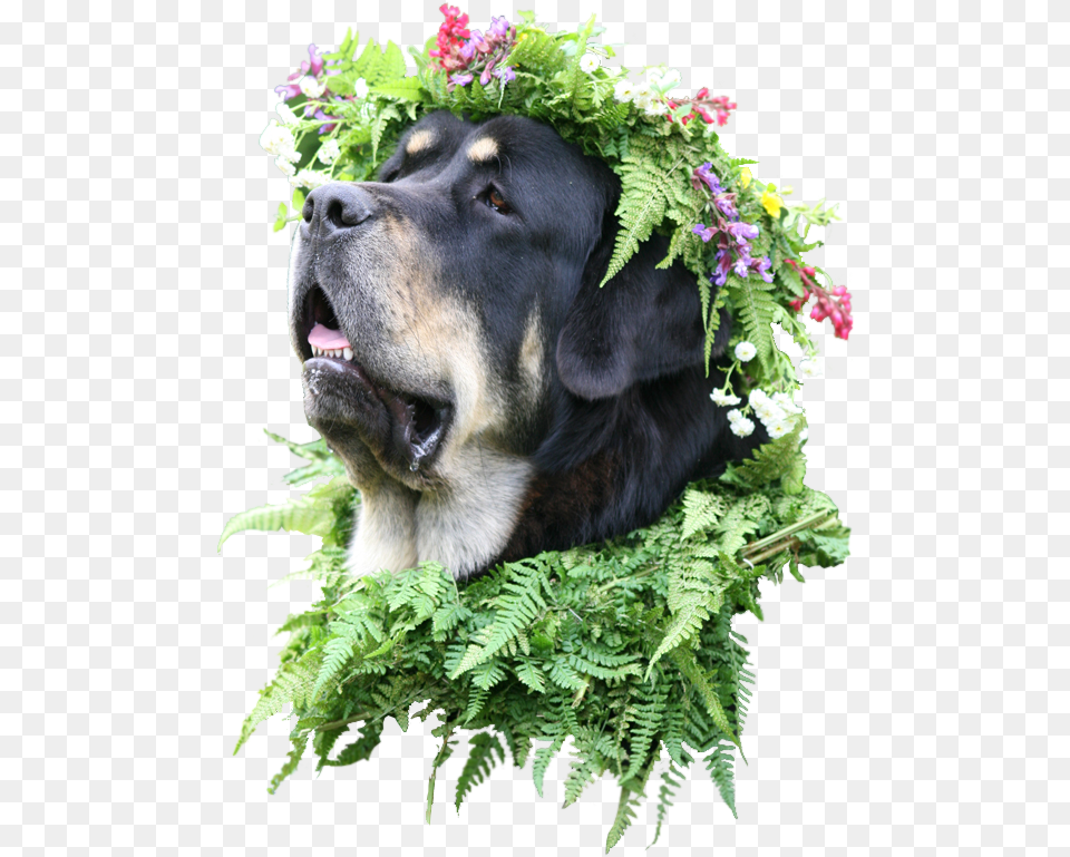 Flower Crown Transparent Animaldog With Flower Crown Mastiff With Flower Crown, Plant, Flower Arrangement, Leaf, Dog Png Image