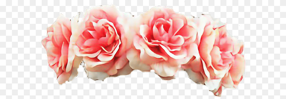 Flower Crown Transparent Background, Carnation, Petal, Plant, Rose Free Png Download