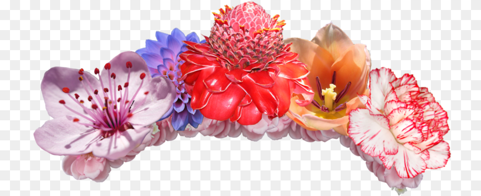 Flower Crown Transparent Background Flower Crown, Flower Arrangement, Petal, Plant, Anther Png Image