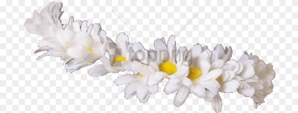 Flower Crown Transparent Overlay Image Transparent White Flower Crown, Accessories, Daisy, Flower Arrangement, Ornament Free Png Download