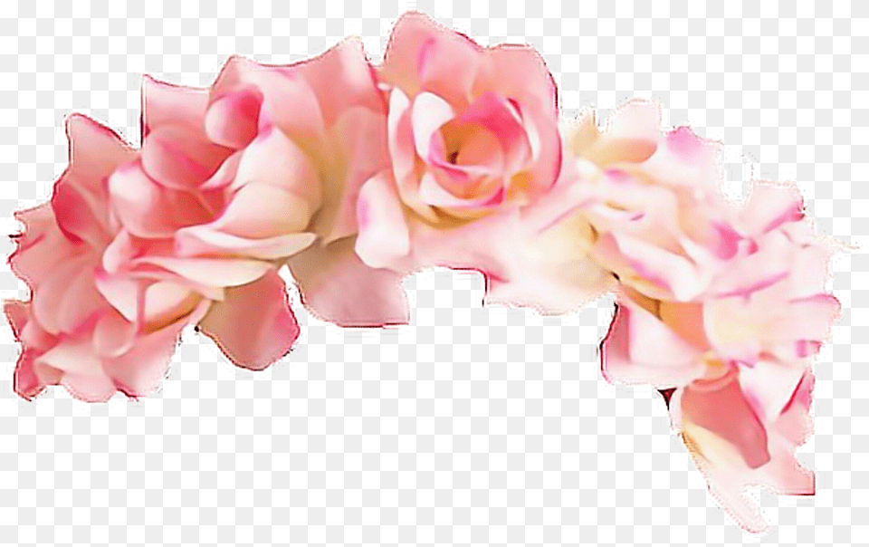 Flower Crown Tumblr Pink Flower Crown, Flower Arrangement, Petal, Plant, Rose Png Image