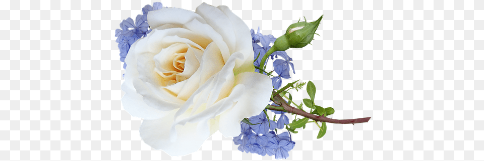 Flower Cut Out U0026 Images Pixabay Garden Roses, Flower Bouquet, Rose, Flower Arrangement, Plant Png