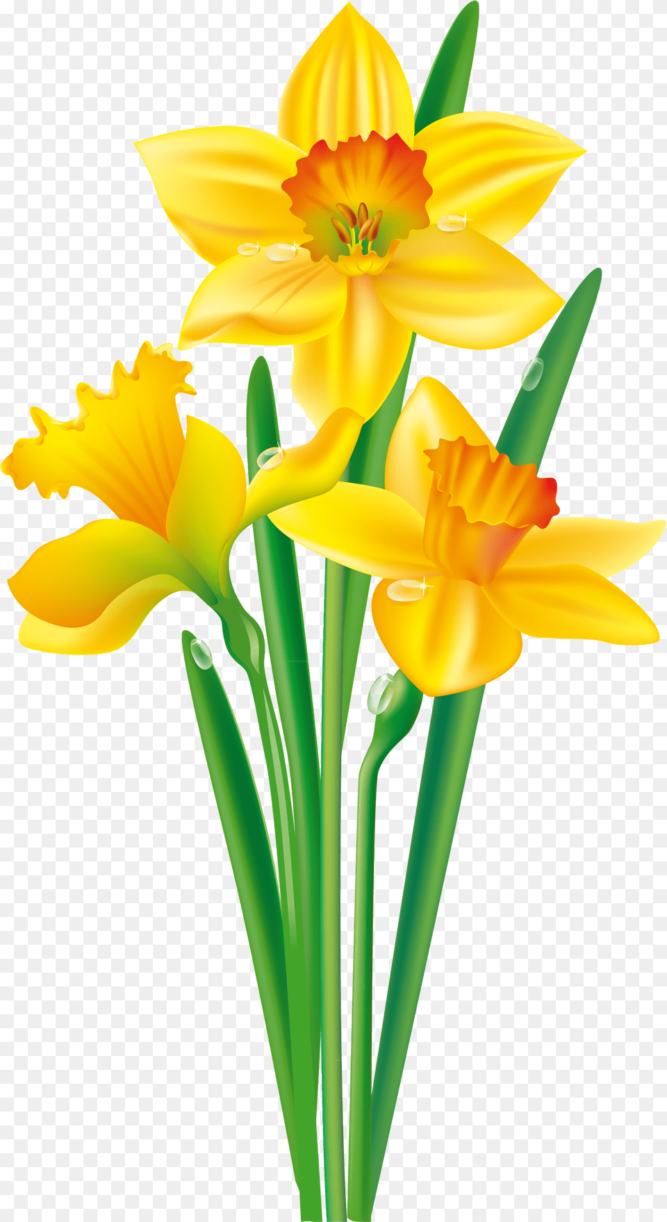 Flower Daffodil Bulb Clip Art Clip Art Daffodil, Plant Free Png