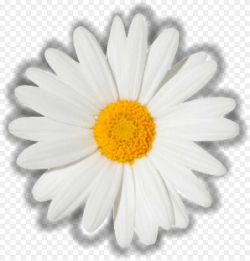 Flower Daisy Aesthetic White Yellow Overlay Edit Chamomile, Plant, Petal Free Png