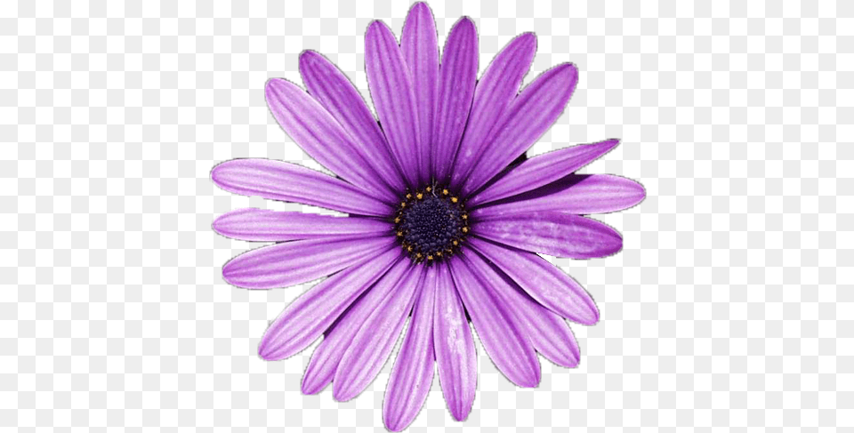 Flower Daisy Flower, Petal, Plant, Purple, Anemone Free Png