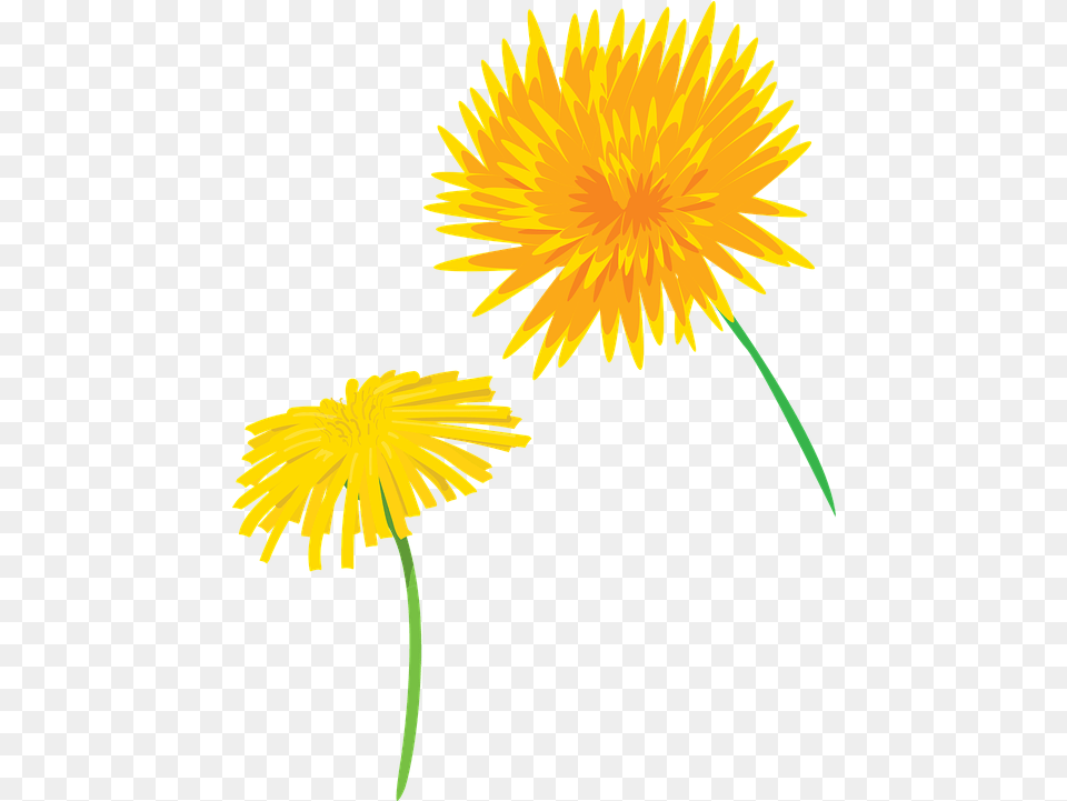 Flower Dandelion Plants Vector Graphic On Pixabay Dandelion, Plant Free Png Download