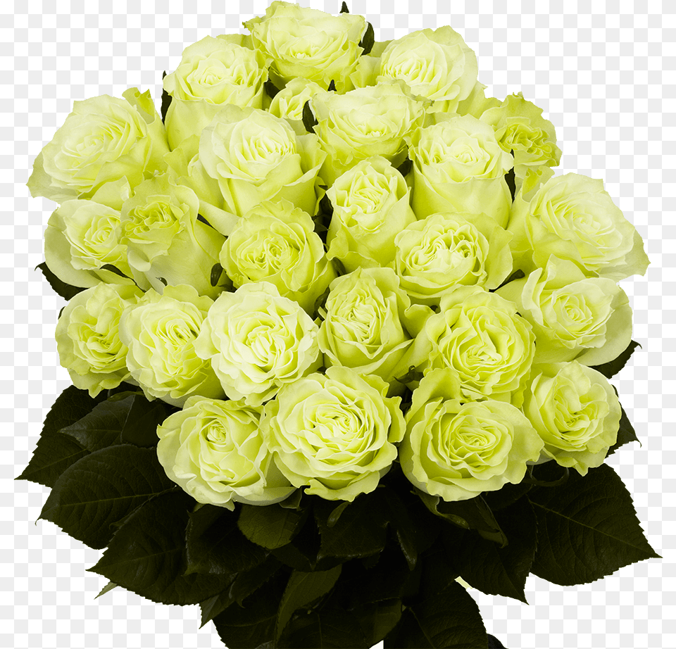 Flower Delivery 2 Dozen Green Roses Bouquets Garden Roses, Flower Arrangement, Flower Bouquet, Plant, Rose Free Png Download