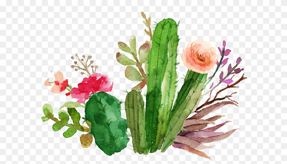 Flower Design, Plant, Rose, Cactus Free Png Download