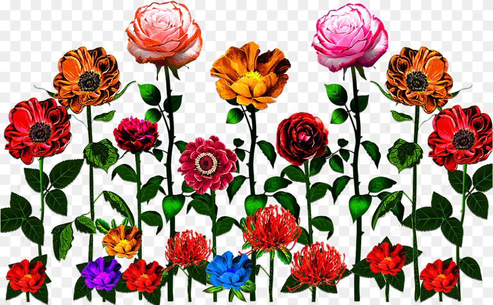 Flower Design Garden Roses, Anemone, Dahlia, Petal, Plant Png