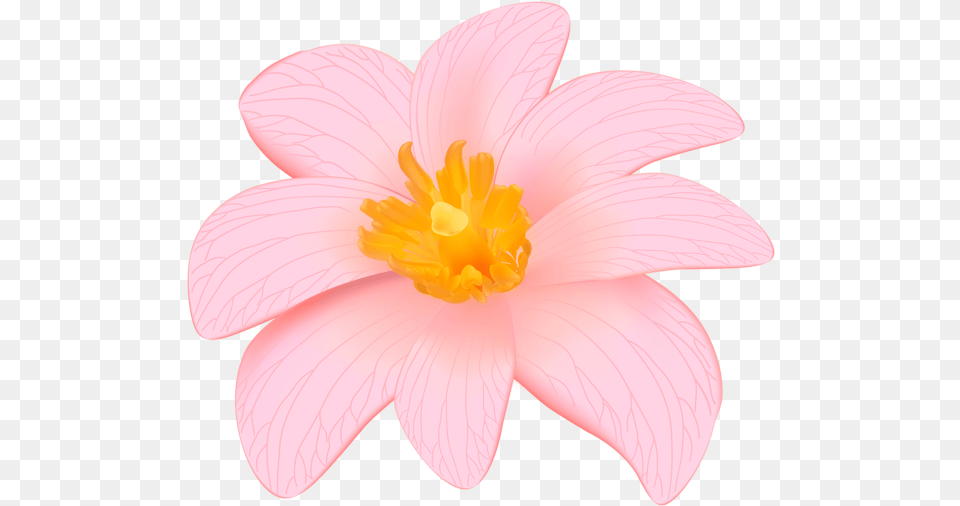 Flower Design In, Anemone, Pollen, Anther, Dahlia Png Image
