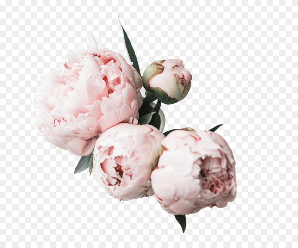 Flower Desktop Wallpaper Peonies Clipart Mothers Day Give Away, Plant, Carnation, Rose, Peony Free Png Download