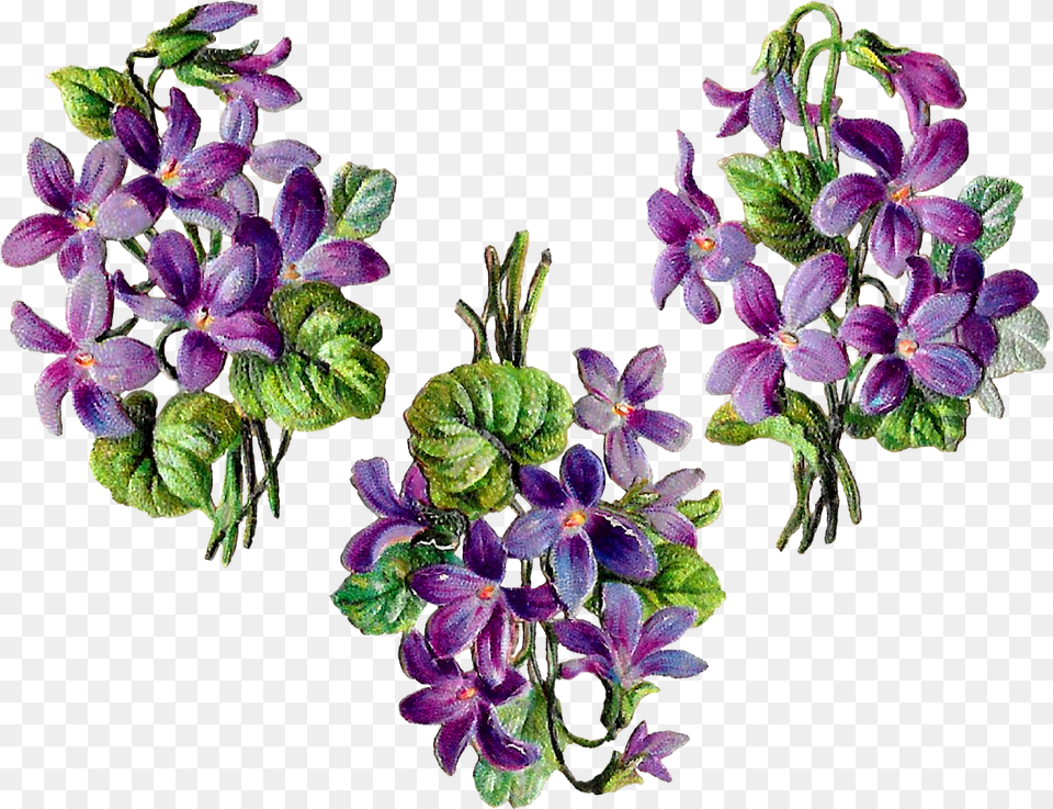 Flower Digital Bundle Wildflower Floral Craft Collage, Geranium, Plant, Purple, Acanthaceae Free Transparent Png
