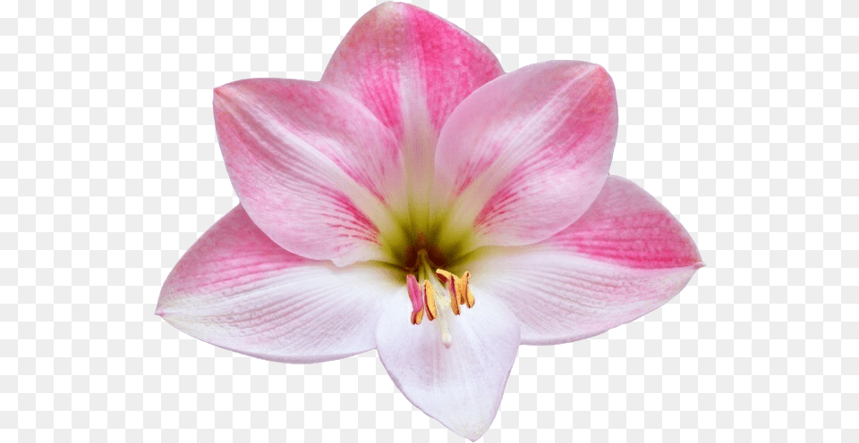 Flower Discovered By Hi Welcome On We Heart It Flower, Plant, Dahlia, Petal, Amaryllis Png