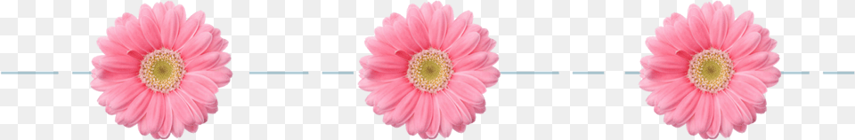 Flower Divider, Anther, Daisy, Petal, Plant Free Png