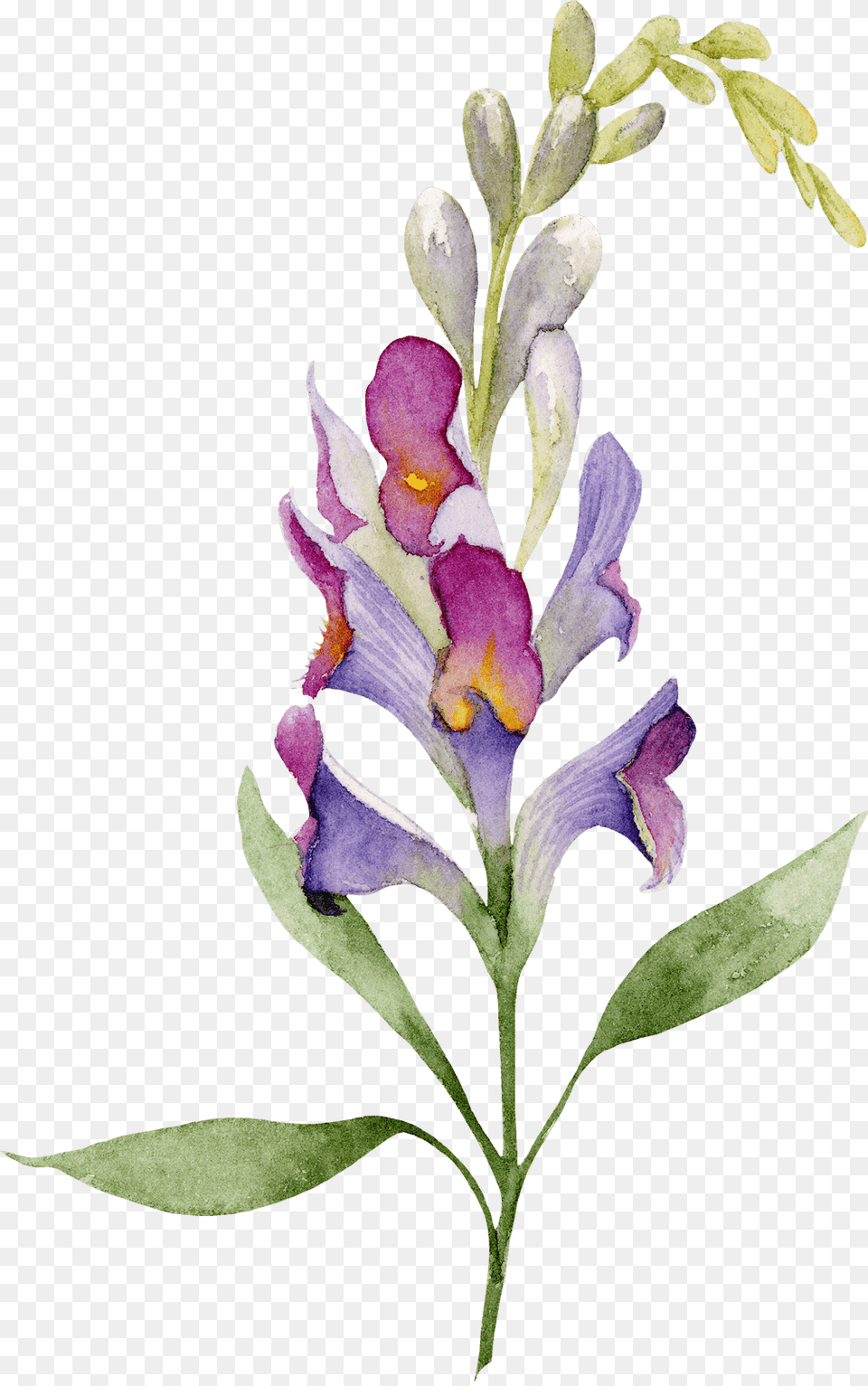 Flower Divider Orchid, Plant, Iris, Petal Free Png Download