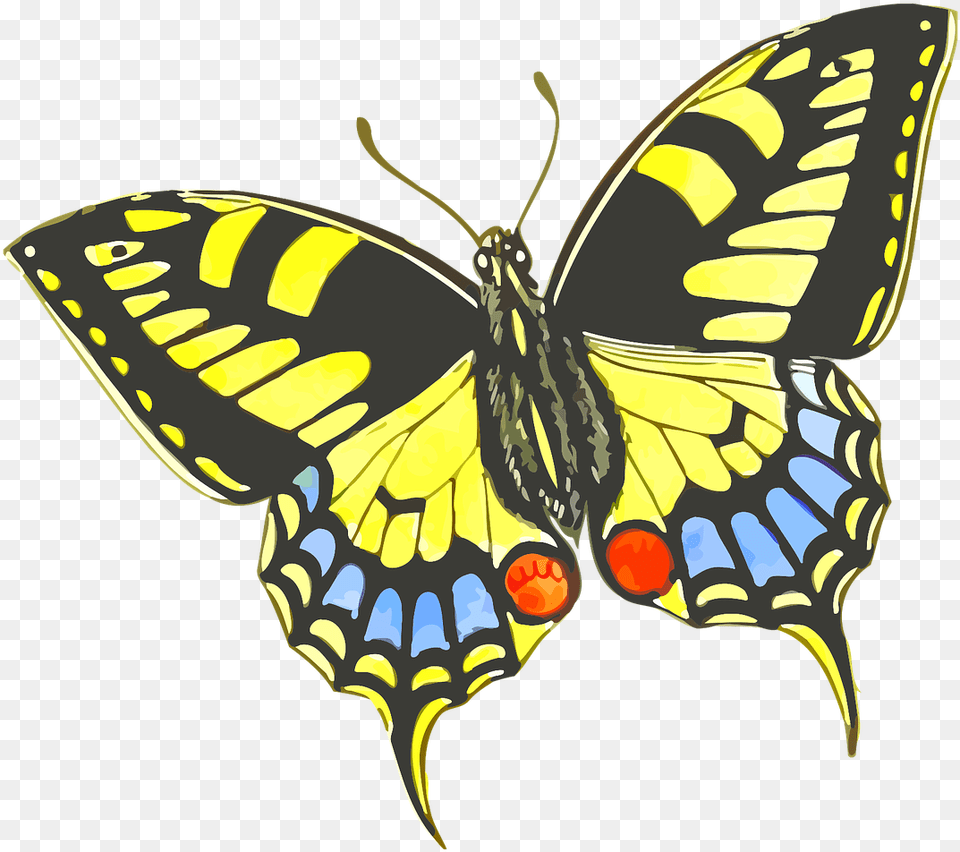 Flower Does A Butterfly Like, Animal, Insect, Invertebrate Png Image