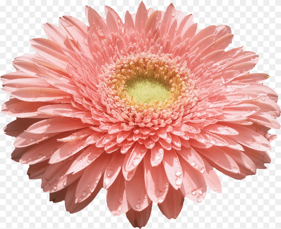 Flower Download Flores, Dahlia, Daisy, Petal, Plant Free Transparent Png