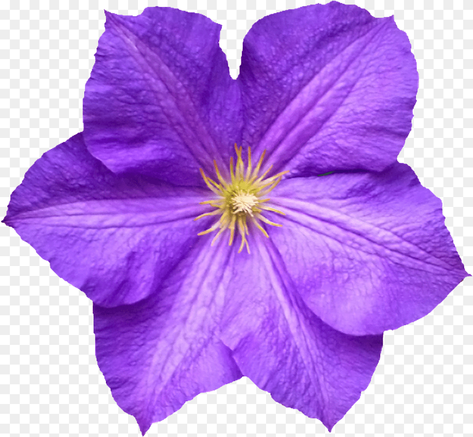 Flower Download Flower, Geranium, Petal, Plant, Purple Png