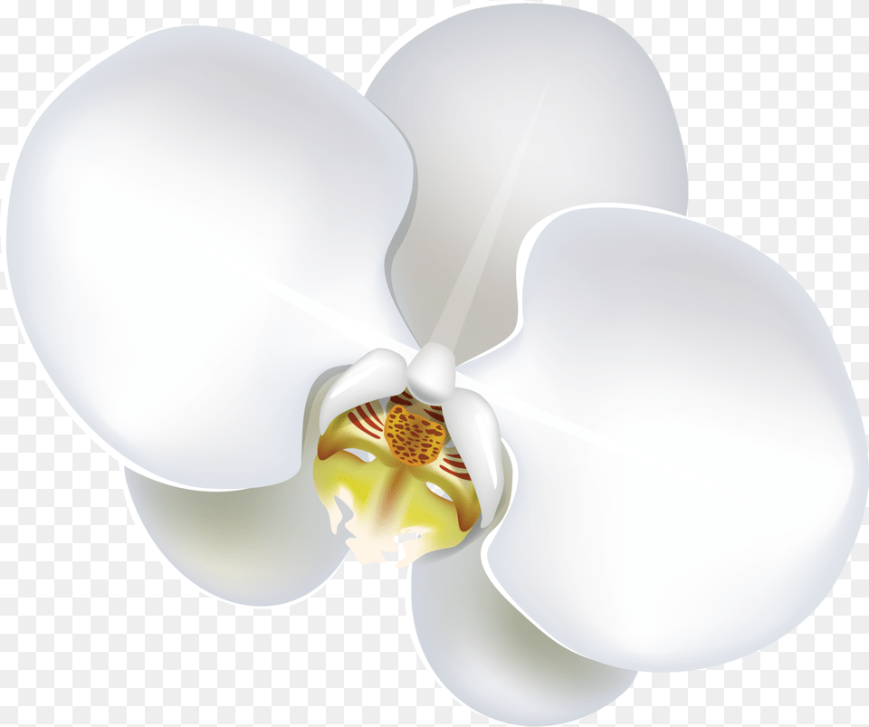 Flower Download Moth Orchid, Plant, Face, Head, Person Free Transparent Png