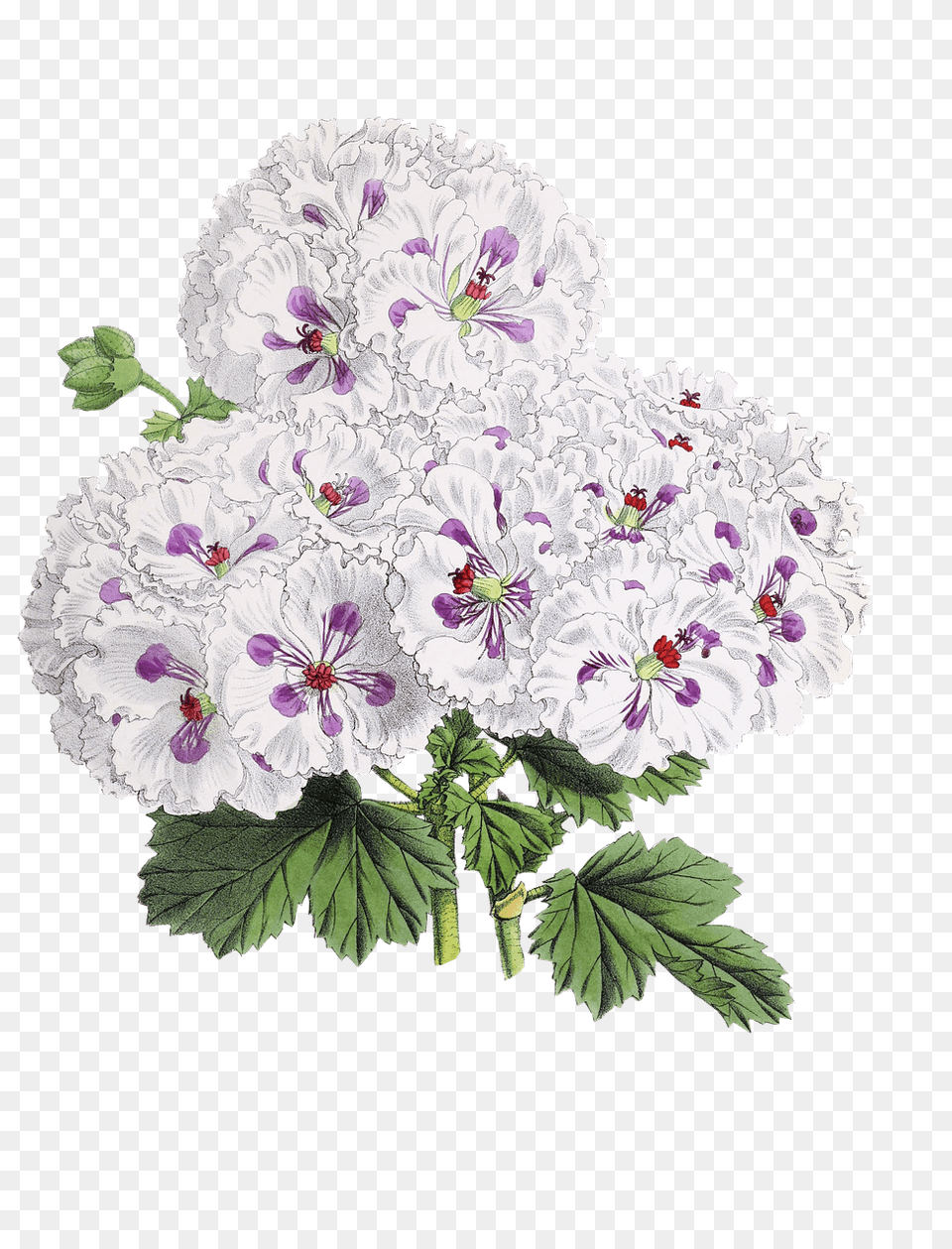 Flower Drawing, Geranium, Plant Free Png Download