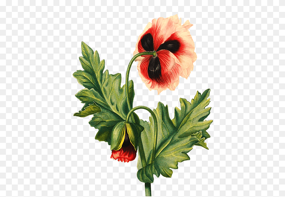 Flower Drawing Poppy Transparent Background Flower Drawing, Geranium, Plant, Rose, Hibiscus Free Png Download