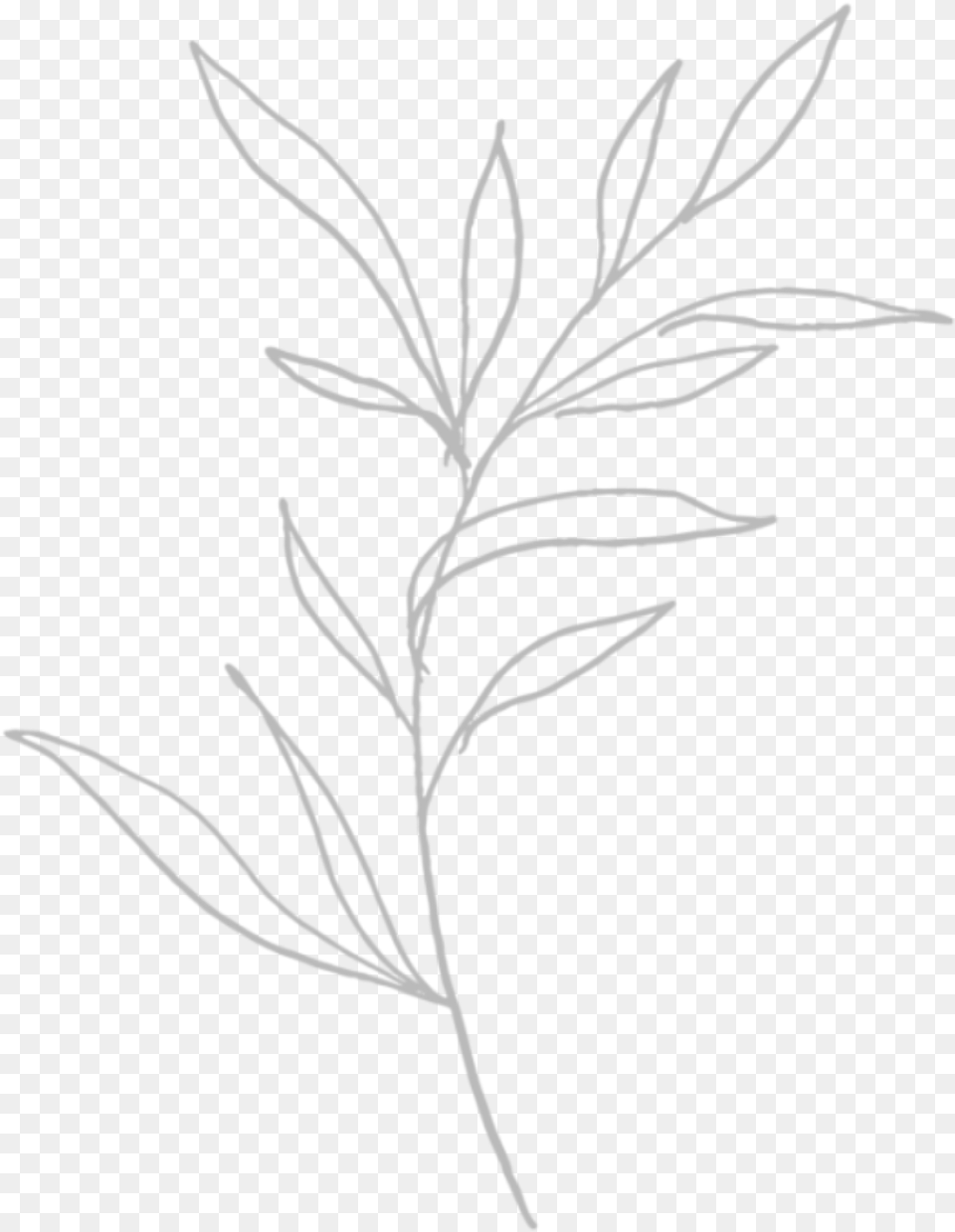 Flower Drawing Sticker Sketch, Stencil, Herbal, Herbs, Plant Png Image