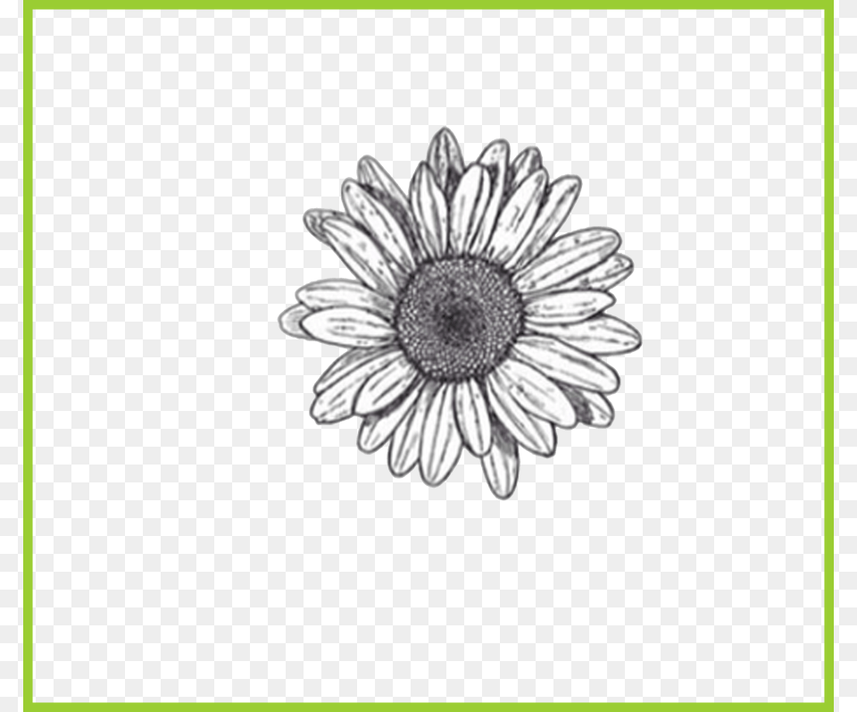 Flower Drawing Transparent Background, Daisy, Plant, Anemone, Sunflower Png
