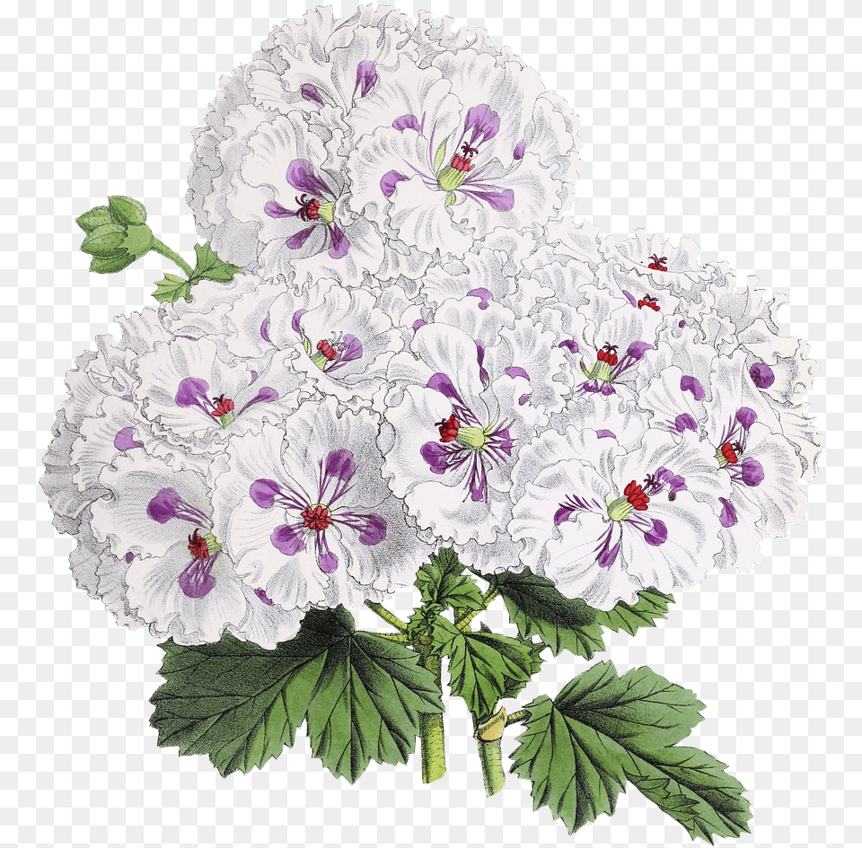 Flower Drawing Transparent Flowers Drawing Transparent, Geranium, Plant Free Png